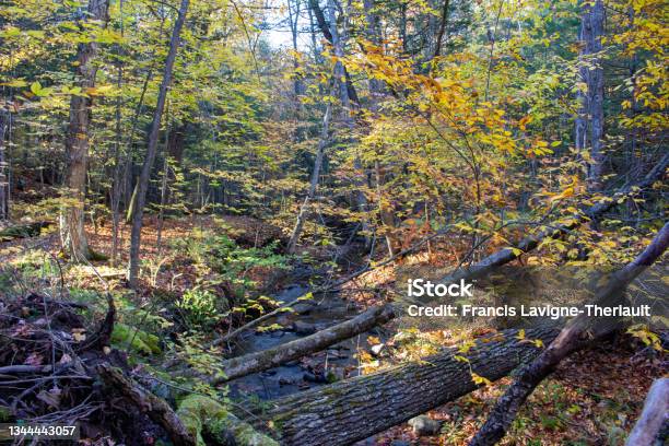 Montebello Qc Fall Colours Stock Photo - Download Image Now - Autumn, Autumn Leaf Color, Canada