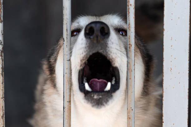 istock A stray mongrel barks or howls through the bars or cage bars while sitting in an aviary at an animal shelter. Aggressive animal locked in a cage. 1344443564