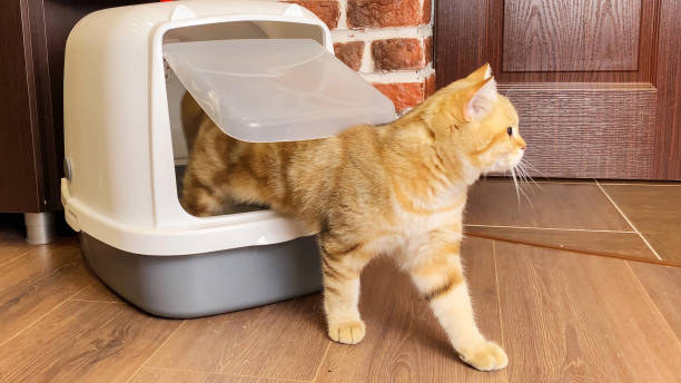 Cat coming out from Litter Box closed after defecation stock photo