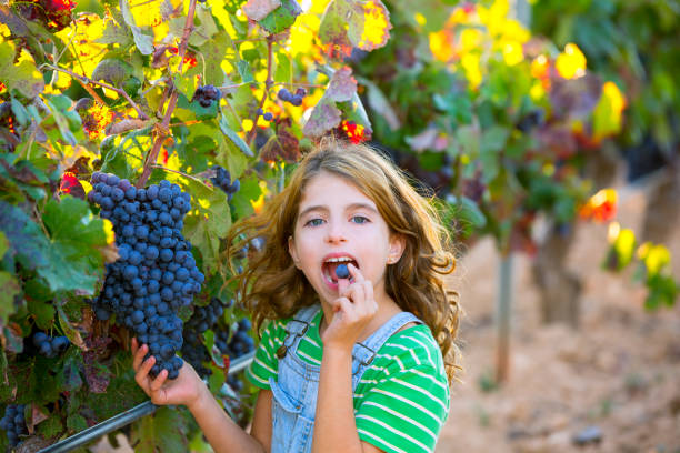 farmer kid girl in vineyard eating grape in mediterranean autumn - 2779 imagens e fotografias de stock