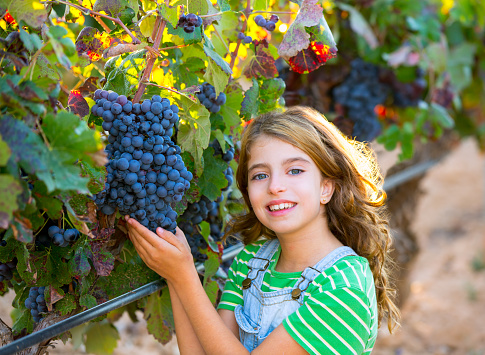 Farmer kid girl in vineyard harvest autumn leaves in mediterranean field