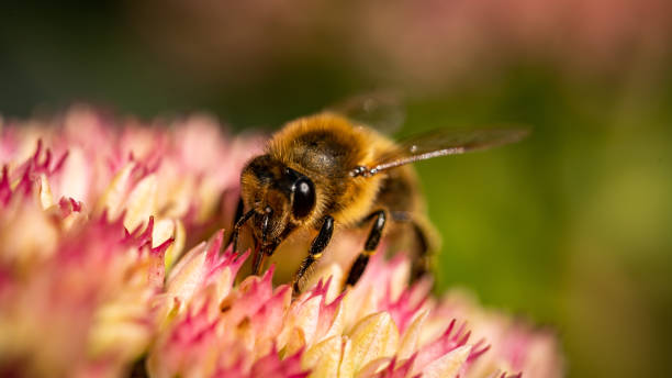 蜂 - worker bees ストックフォトと画像