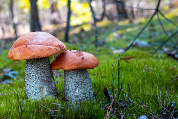 istock two orange cap mushrooms grow in moss 1344446332