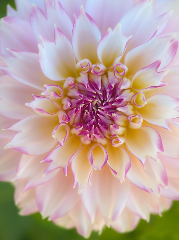 A white and purple Dahlia shot straight on with a macro lens, focus on center with soft focus bokeh around the edges.