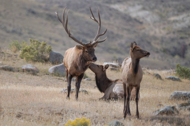 istock Elk bull (7 by 7) begins mating process with one of his cows 1344447951