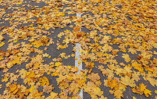 A highway covered with yellow maple leaves