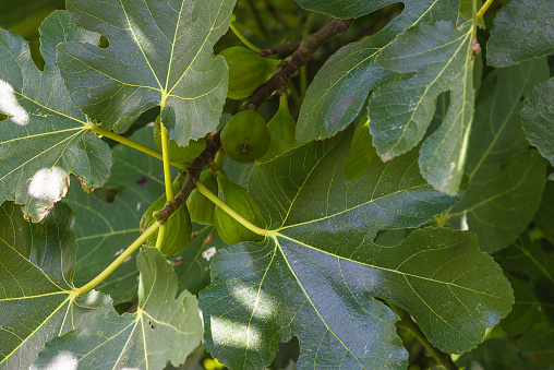 Fig fruits in green leaves close up