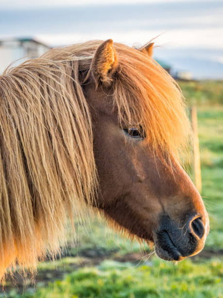 istock Icelandic horses at farm 1344449859