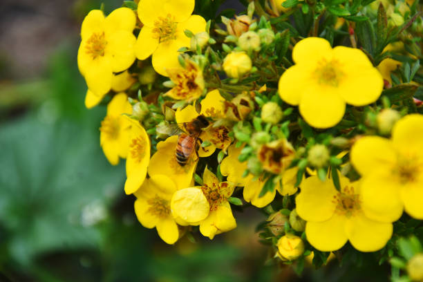 Honey Bee and Yellow Potentilla Flower A close up image of a yellow honey bee on a yellow Potentilla flower. potentilla anserina stock pictures, royalty-free photos & images
