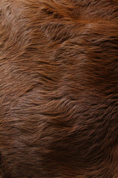 istock Animal Fur Texture Background Close-up Cow Cattle 1344451221