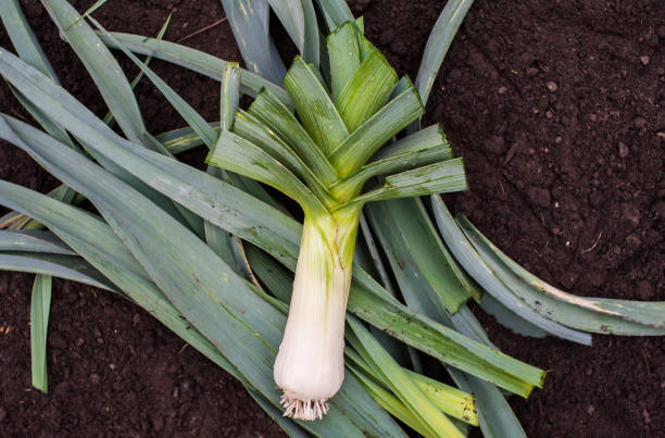 istock Harvesting leeks. A large ripe leek is lying on the ground. View from above 1344451306