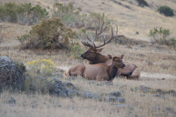 istock Elk bull (7 by 7) at rest as cow laid down by him. 1344452535
