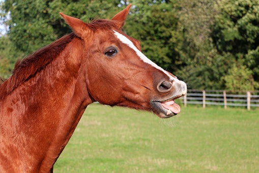 funny brown quarter horse on the paddock with open mouth