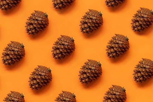 Pine cone on orange background
