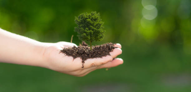 istock hand holdig big tree growing on green background with sunshin 1344454820