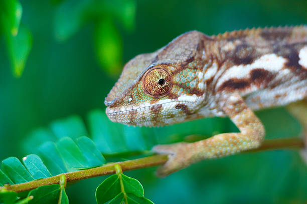 Wild Chamäleon, Madagaskar – Foto