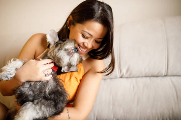 istock Purebred Schnauzer dog receiving affection from its owner 1344457007