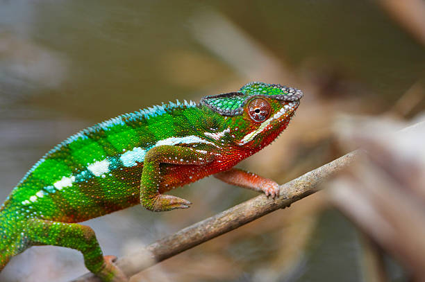 Wild Chamäleon gehen, Madagaskar – Foto