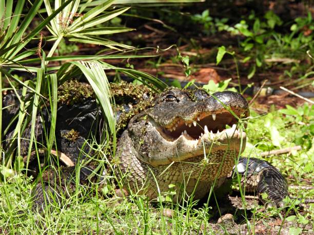 istock American Alligator (Alligator mississippiensis)  resting with mouth open 1344460360