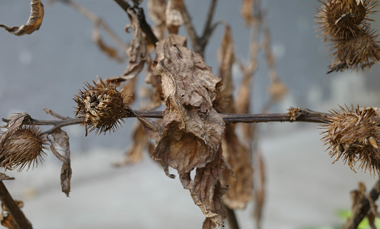 dry brown burdock on the background of a peeling gray wall. Plants background