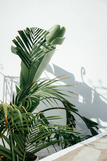 istock Tropical palm leaves texture in yard background 1344460670