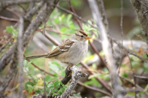 istock Cute white crowned sparrow on a twig. 1344461833