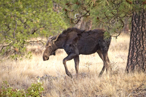 A large female moose is walking in Turnbull Wildlife Refuge near Cheney, Washington.