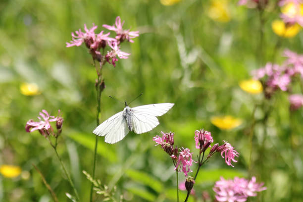 ガス化(アポリア・クラタエギ) - black veined white butterfly ストックフォトと画像