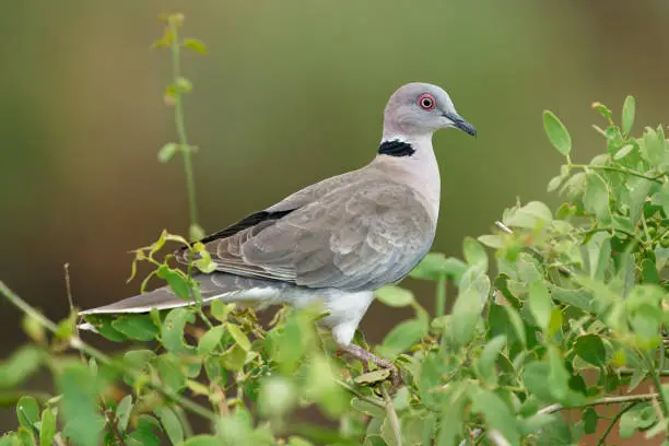 Mourning Collared-dove - Streptopelia decipiens or African mourning dove is a dove widespread resident breeding bird in Africa south of the Sahara, greyand brown colour, on the green bush.