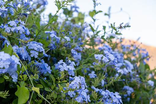 Blooming blue plumbago auriculata or cape leadwort plant, sky background. Light blue color flowers climber bush