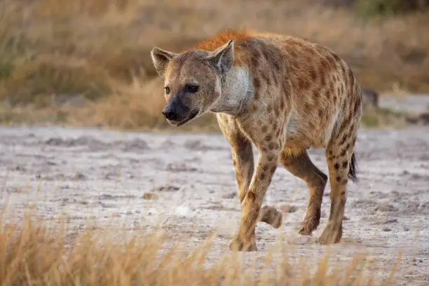 Spotted Hyena - Crocuta crocuta after meals walking in the park. Beautiful sunset or sunrise in Amboseli in Kenya, scavenger in the savanna, sandy and dusty place with the grass.