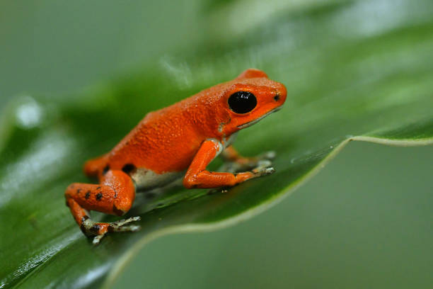 rana venenosa de fresa - oophaga (dendrobates) pumilio, pequeña rana dardo roja venenosa que se encuentra en américa central, desde el centro este de nicaragua a través de costa rica y panamá. animal de la selva tropical en mojado - frog batrachian animal head grass fotografías e imágenes de stock