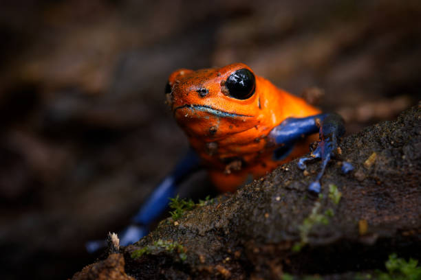 sapo-dardo venenoso de morango - oophaga (dendrobates) pumilio, pequeno sapo de dardo vermelho venenoso encontrado na américa central, do centro-leste da nicarágua através da costa rica e panamá. animal da floresta tropical em molhado - frog batrachian animal head grass - fotografias e filmes do acervo