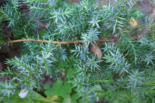 istock beautiful blurred green juniper branches. close-up. plants background 1344462827