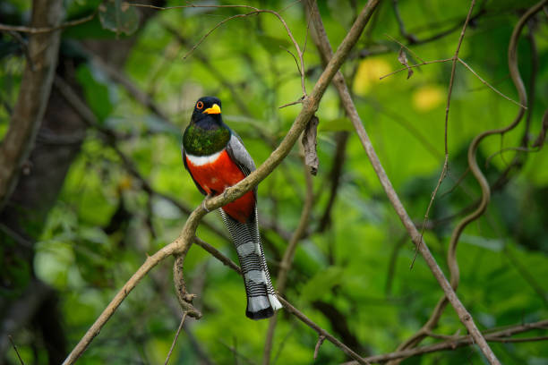Elegant Trogon - Trogon elegans called Coppery-tailed., bird ranging from Guatemala in the south as far north as New Mexico, red black and green bird in the forest, beautiful detail, looking around. Elegant Trogon - Trogon elegans called Coppery-tailed., bird ranging from Guatemala in the south as far north as New Mexico, red black and green bird in the forest, beautiful detail, looking around. trogon stock pictures, royalty-free photos & images
