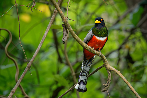 Elegant Trogon - Trogon elegans called Coppery-tailed., bird ranging from Guatemala in the south as far north as New Mexico, red black and green bird in the forest, beautiful detail, looking around.