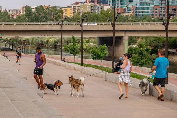 In Denver, Colorado, man watches his Beagle dog interact with another dog stock photo