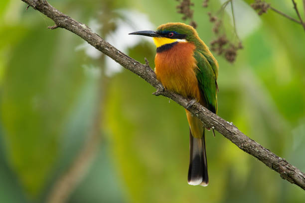 mangiatore di api dal petto di cannella - merops oreobates uccello verde e rufo in meropidae, trovato in burundi, congo, etiopia, kenya, ruanda, sud sudan, tanzania, uganda. - gruccione foto e immagini stock