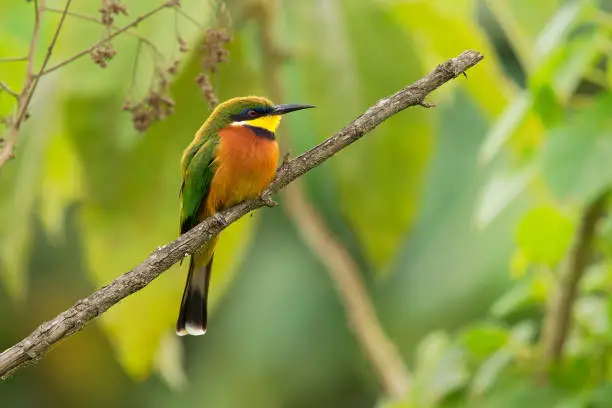 Cinnamon-chested Bee-eater - Merops oreobates green and rufous bird in Meropidae, found in Burundi, Congo, Ethiopia, Kenya, Rwanda, South Sudan, Tanzania, Uganda.