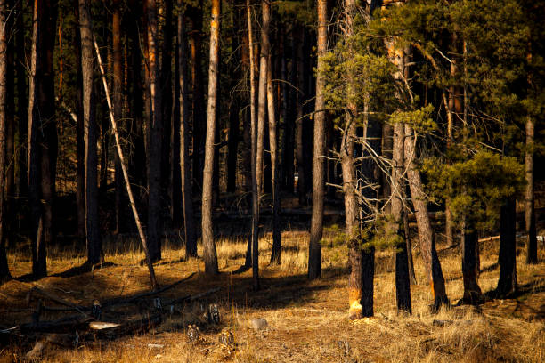 istock Pine forest landscape in a clearing in sunbeams 1344463632