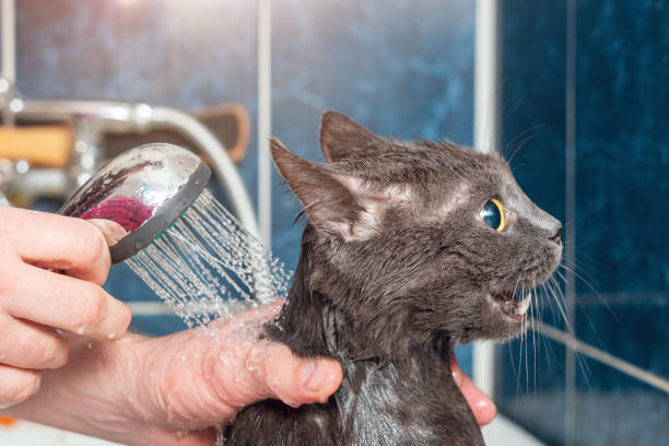 istock Bathing gray cat in the bathroom, pet hygiene 1344464639