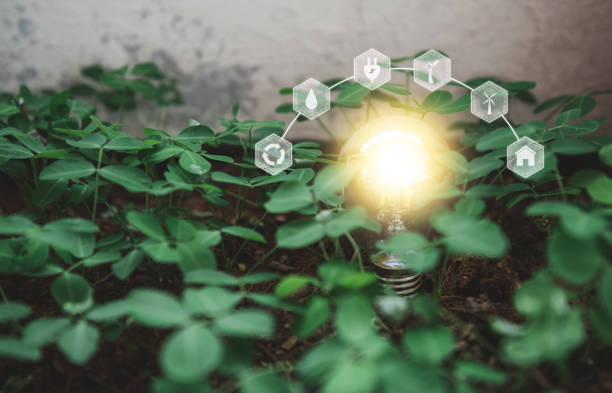 istock lightbulb with small tree on soil in nature and sunshine. environmentally friendly and sustainable energy options. Renewable, sustainable energy sources concept. 1344465734