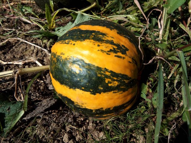 istock pumpkin on the ground at farm 1344466539