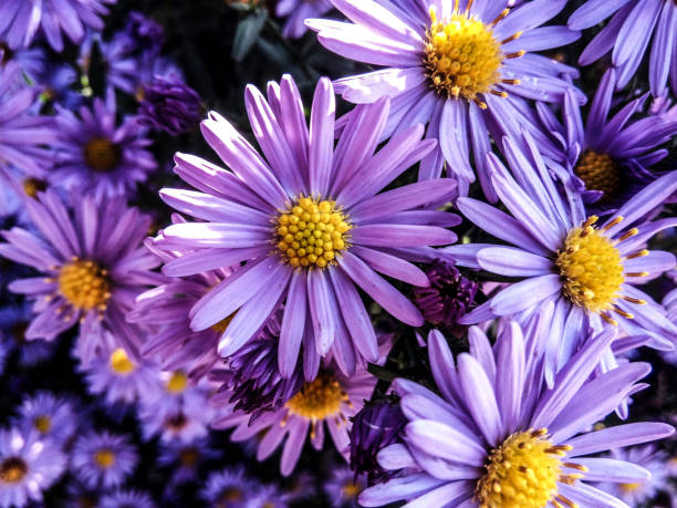 istock purple European Michaelmas daisy - flower 1344466543