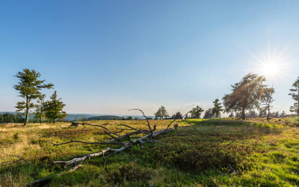 Heathlands on top of a Mountain, Rothaar Mountains, Germany Heathlands on the top of the mountain Kahler Asten (841 m) in the Rothaar Mountains near Winterberg, North-Rhine-Westfalia, Germany winterberg stock pictures, royalty-free photos & images