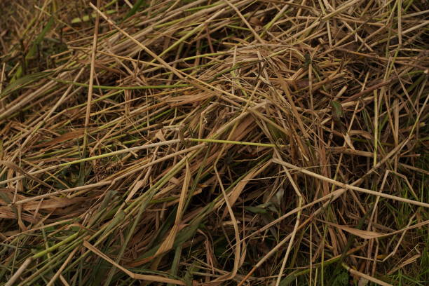 istock Mowed reed / Gemaaid riet 1344467091
