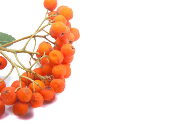 istock bright healthy rowan isolated on the white 1344467988