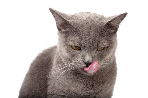 istock blue gray british cat on the white 1344468221