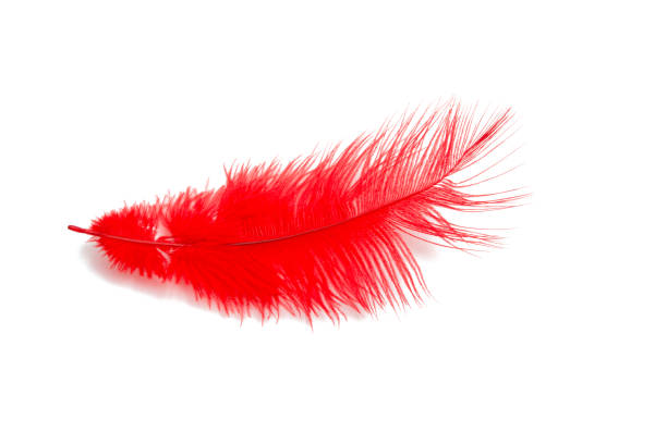 istock fluffy feather in red color isolated on the white 1344469159
