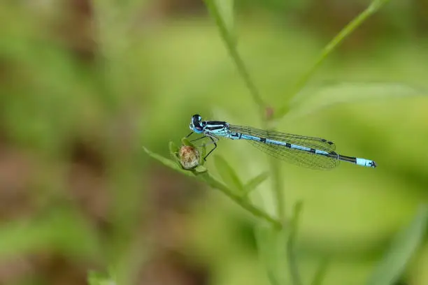 Agrion jouvencelle on unidentified support